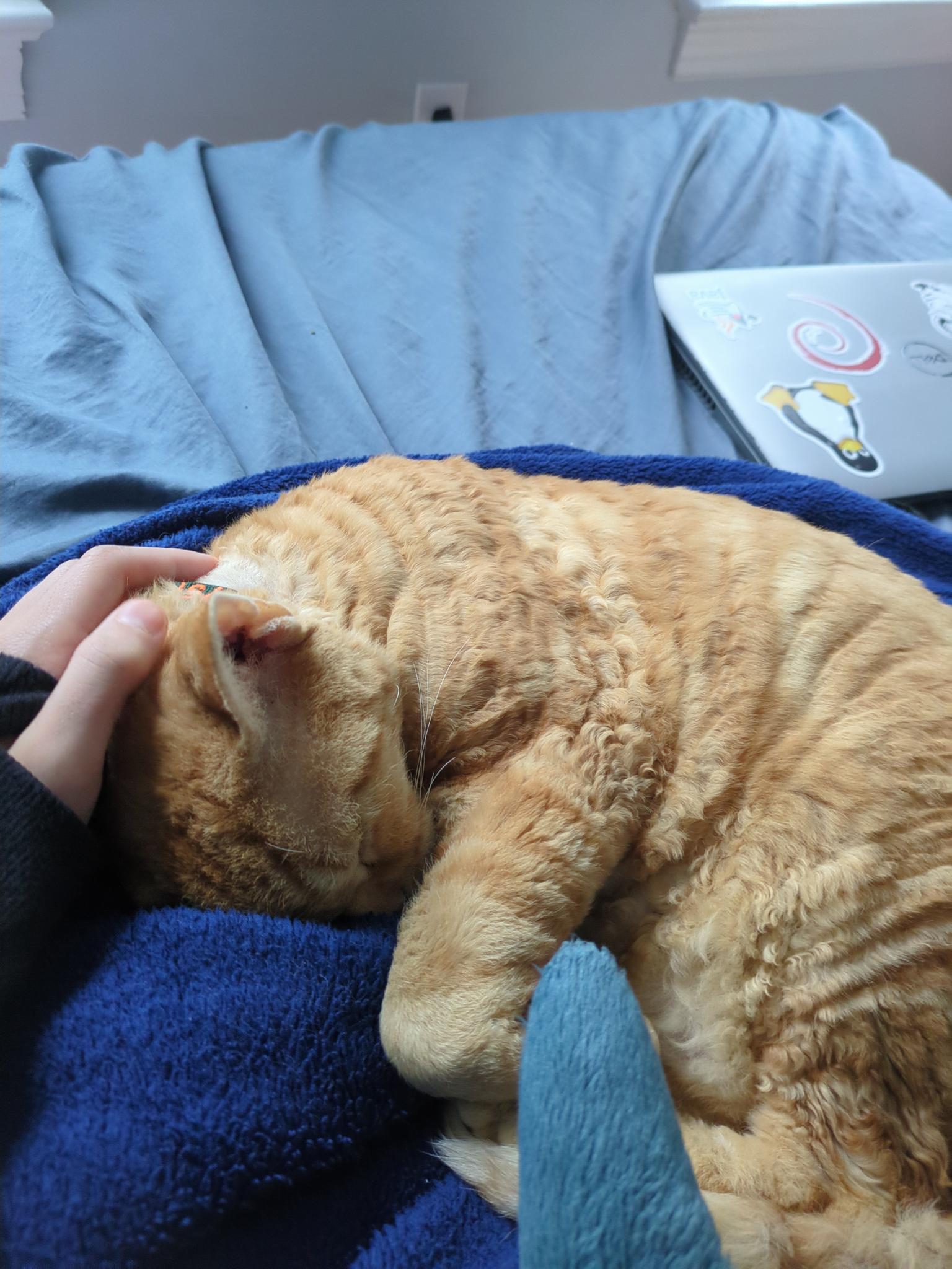 My Cat